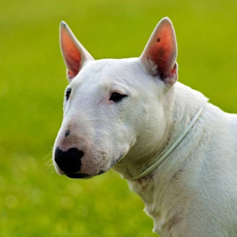 English Bull Terrier Dog | Diamond Painting