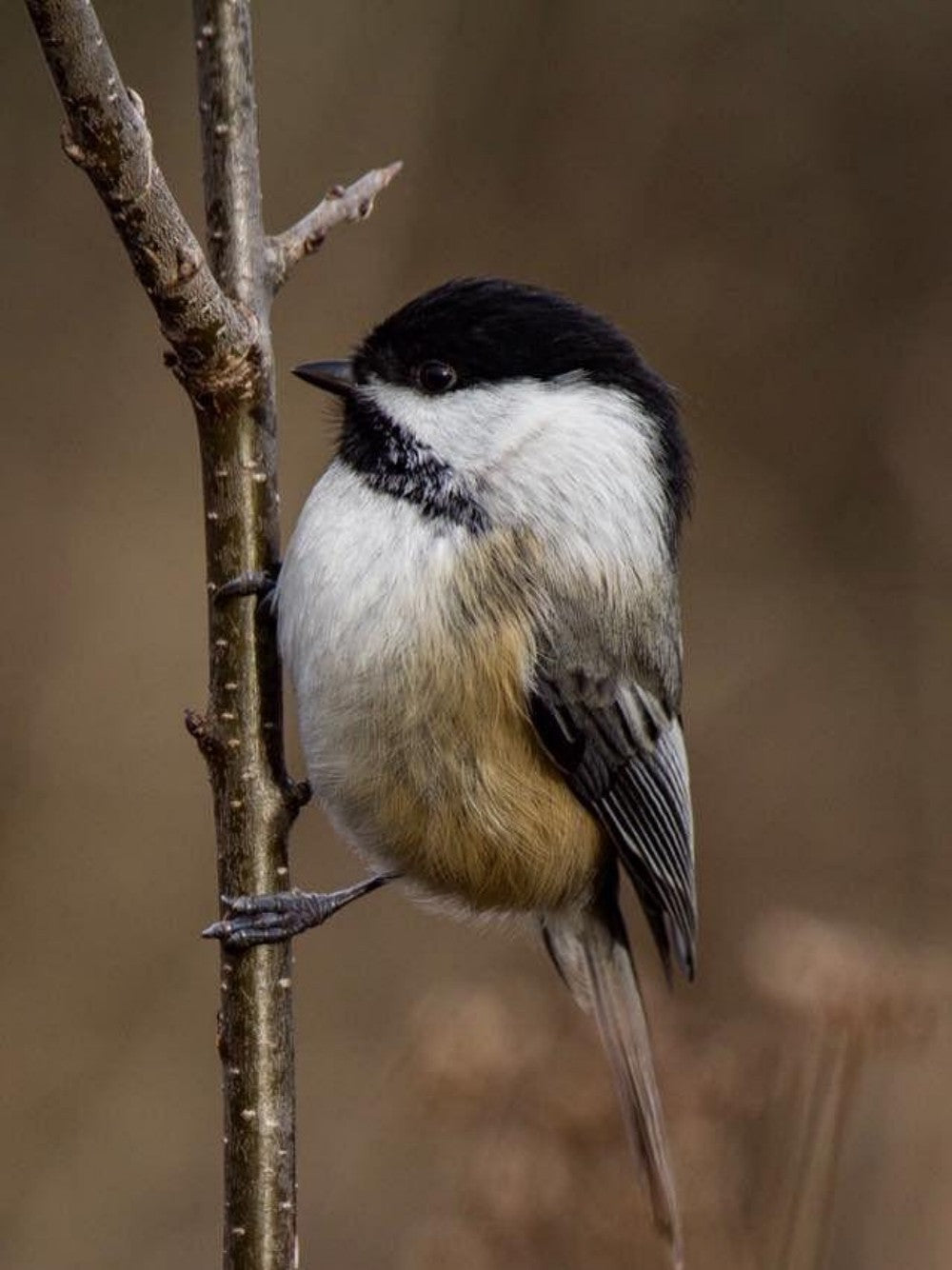 Chickadee | Diamond Painting