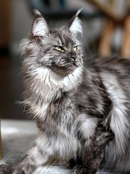 Maine Coon | Diamond Painting