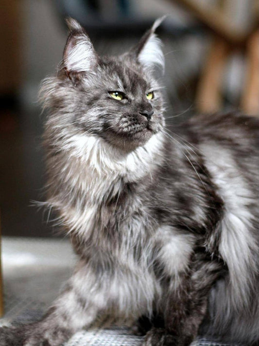 Maine Coon | Diamond Painting