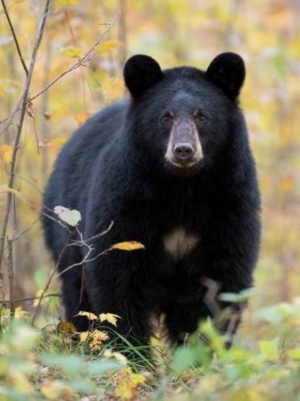 Black Bear | Diamond Painting
