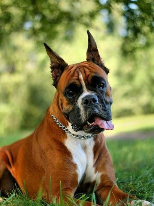 Boxer Dog | Diamond Painting