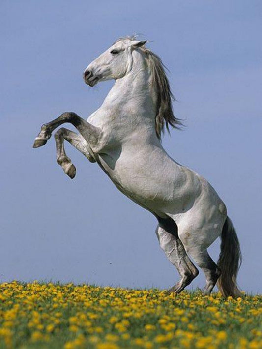 Horse | Diamond Painting