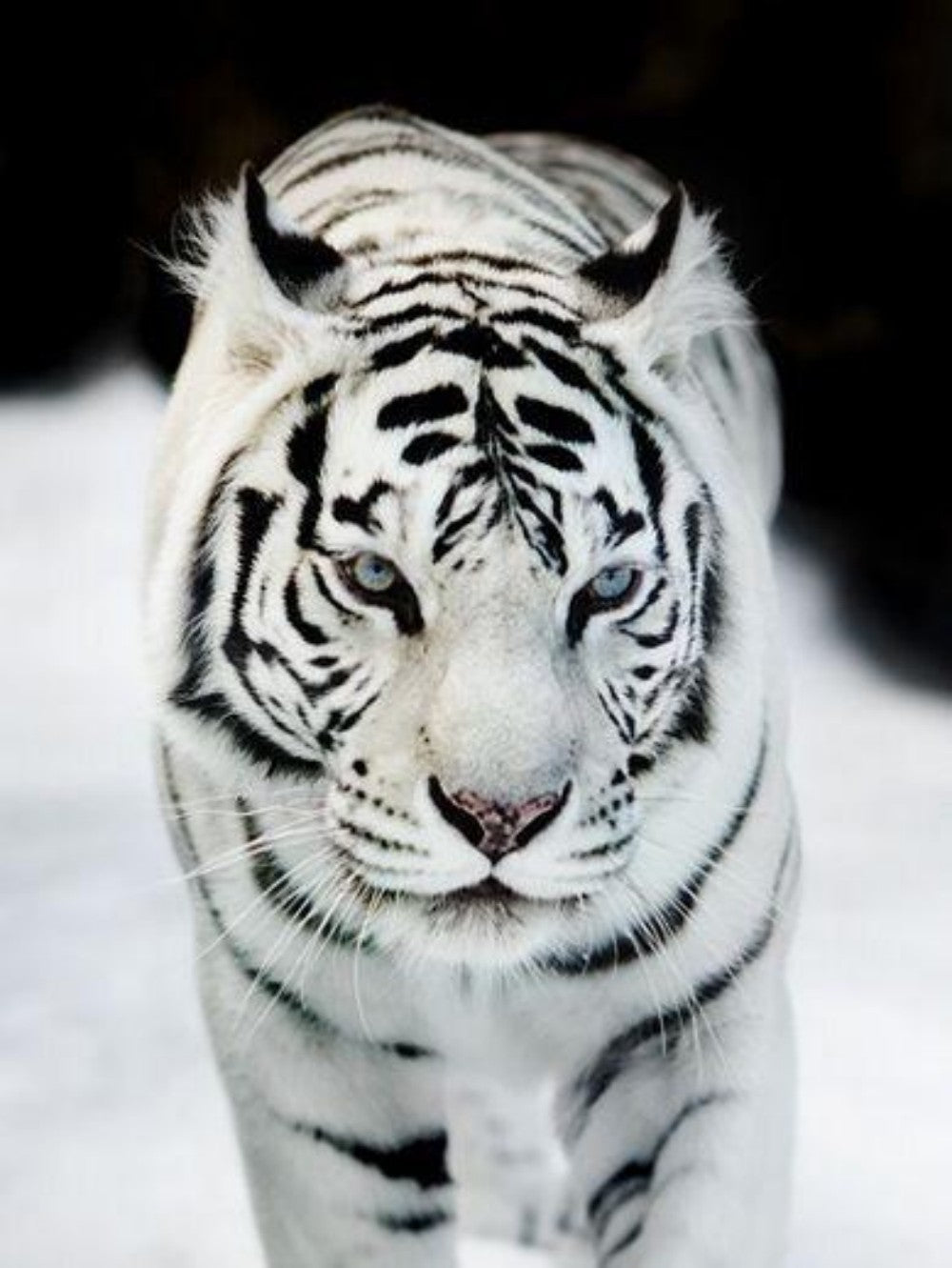 White Tiger | Diamond Painting