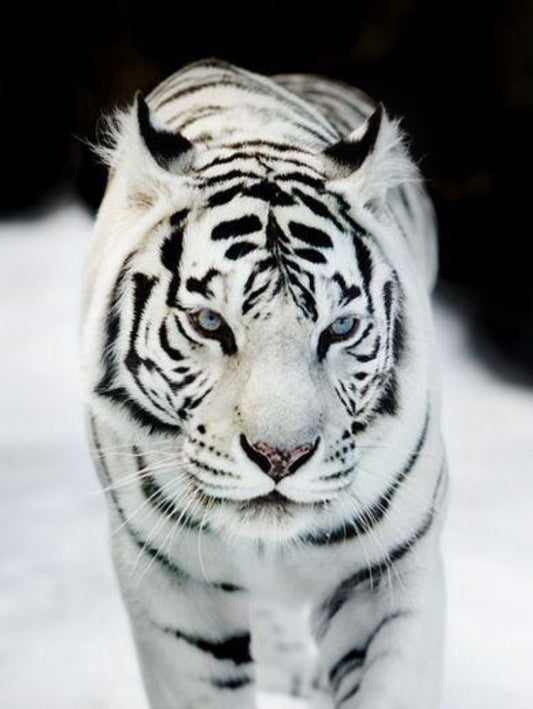 White Tiger | Diamond Painting