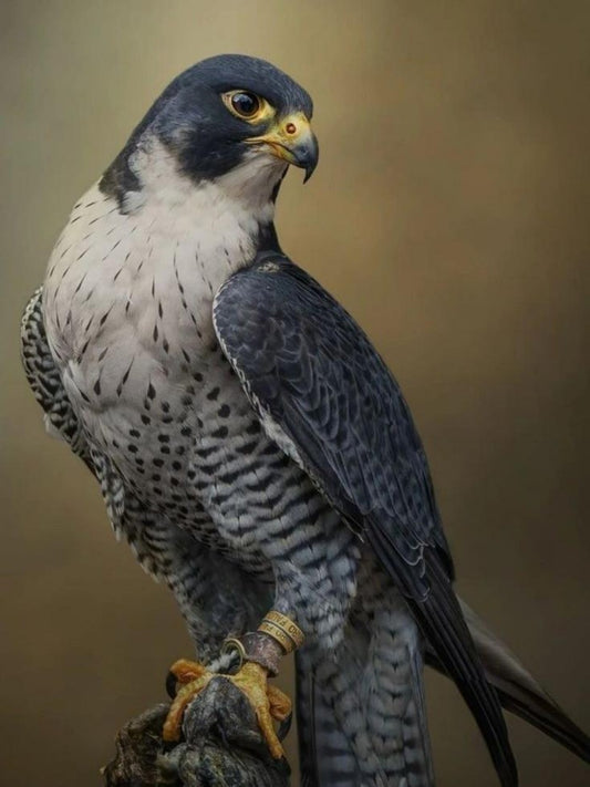 Falcon | Diamond Painting