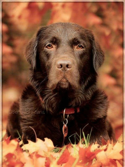 Chocolate Labrador Dog | Diamond Painting