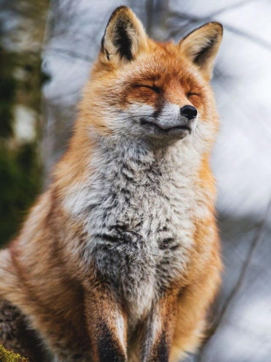 Fox | Diamond Painting