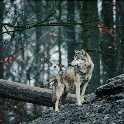 Wolf | Diamond Painting