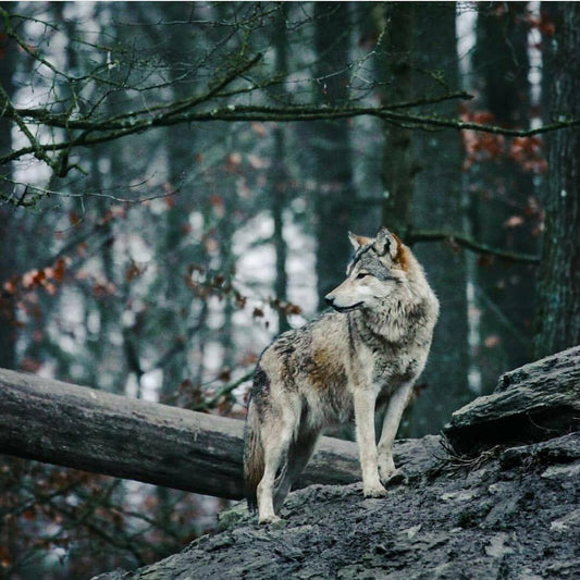 Wolf | Diamond Painting