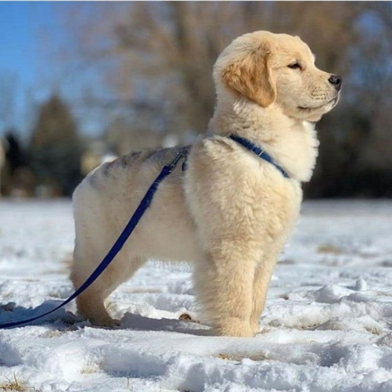 Golden Retriever Dog | Diamond Painting