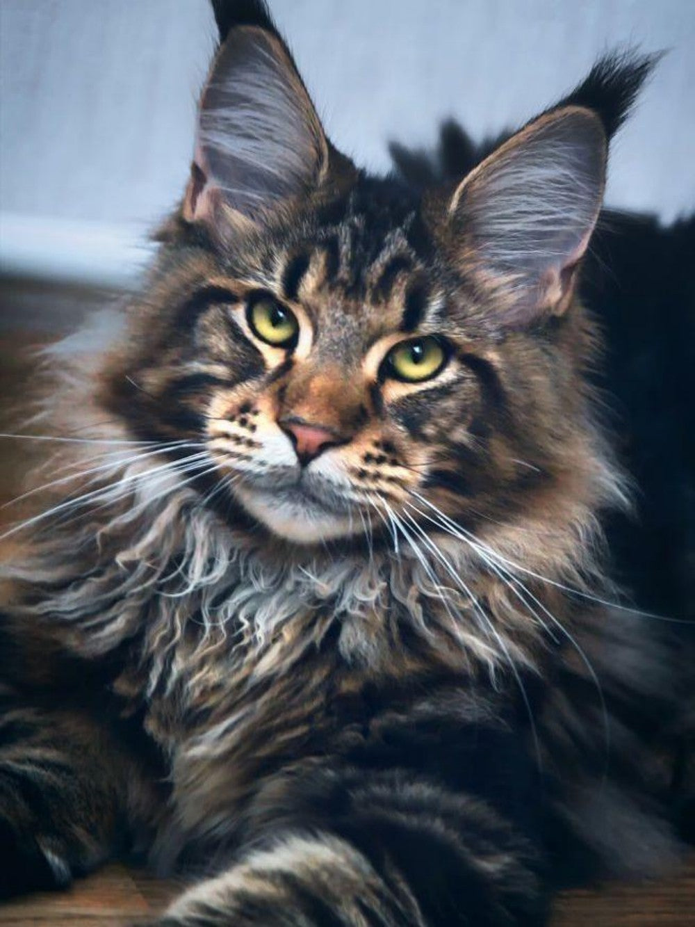 Maine Coon | Diamond Painting