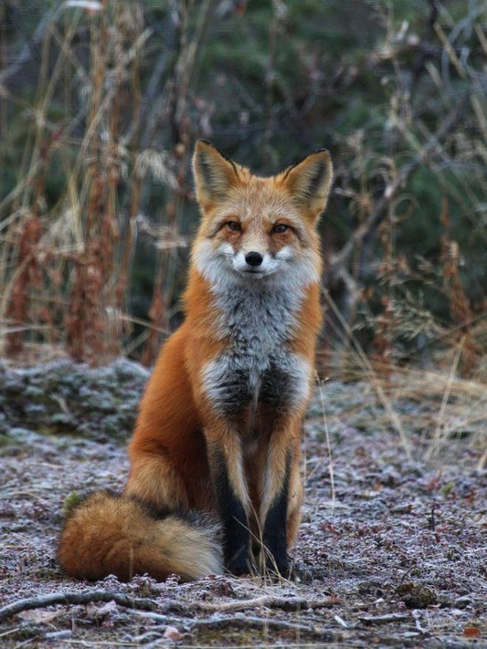 Fox | Diamond Painting