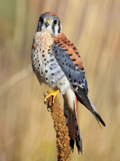 Falcon | Diamond Painting