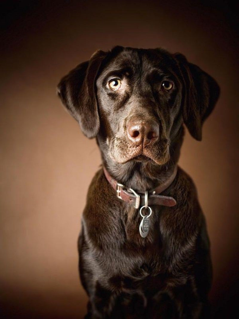 Chocolate Labrador Dog | Diamond Painting