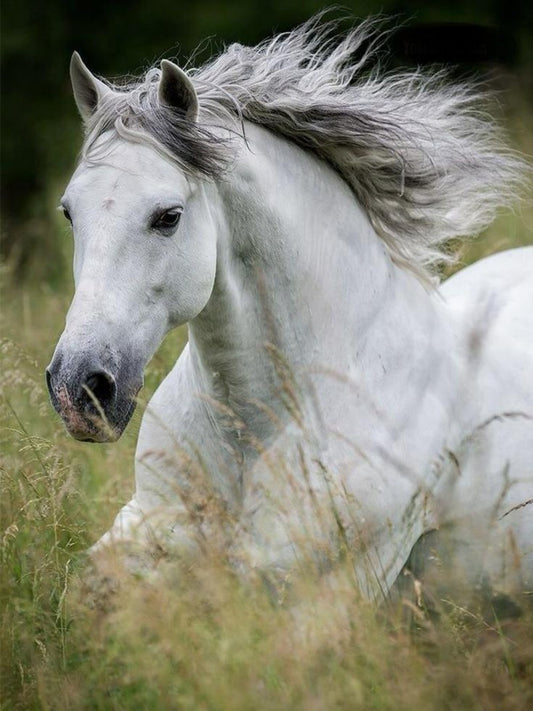 Horse | Diamond Painting