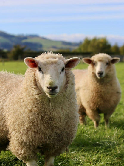Sheep | Diamond Painting