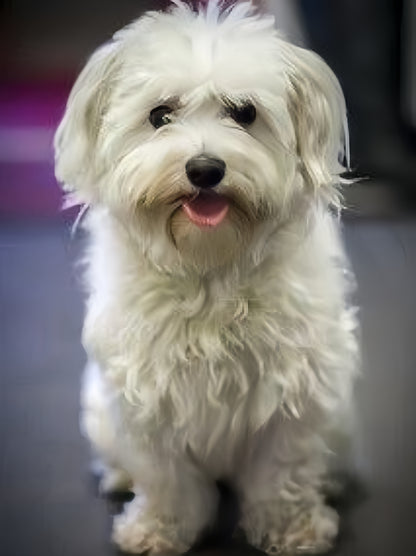 Havanese Dog | Diamond Painting