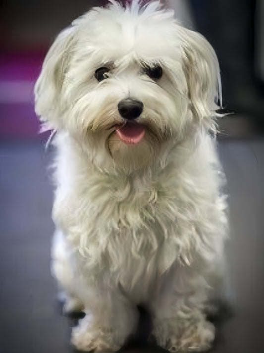 Havanese Dog | Diamond Painting