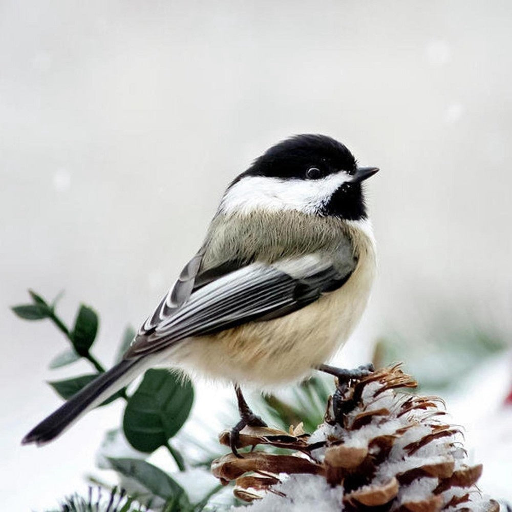 Chickadee | Diamond Painting