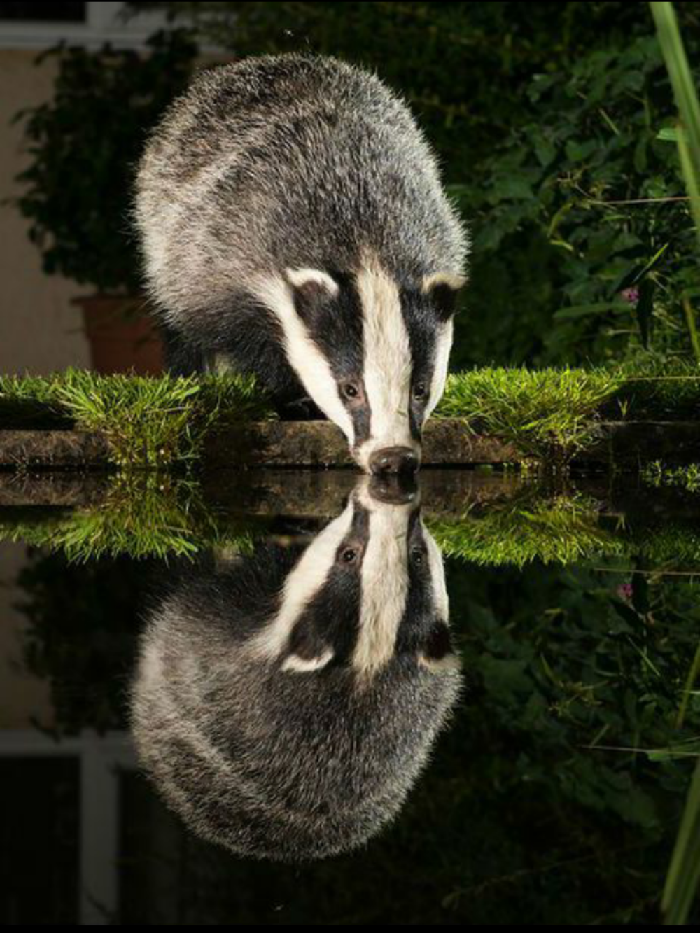 Badger | Diamond Painting