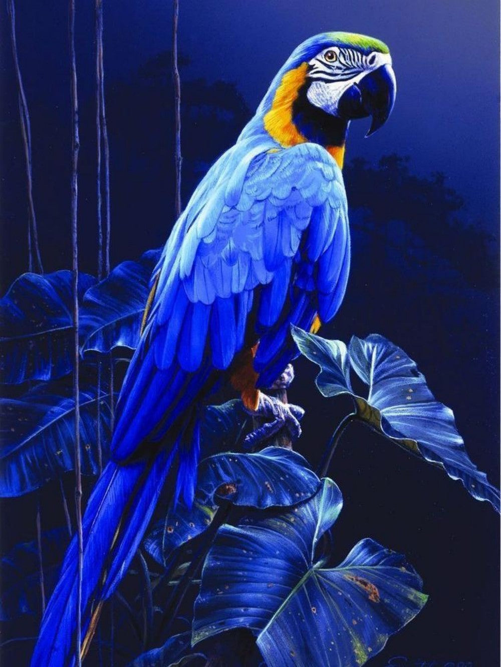 Macaw | Diamond Painting