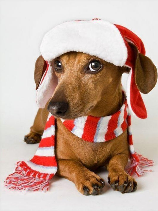 Dachshund Dog | Diamond Painting