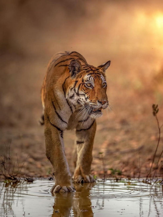 Bengal Tiger | Diamond Painting