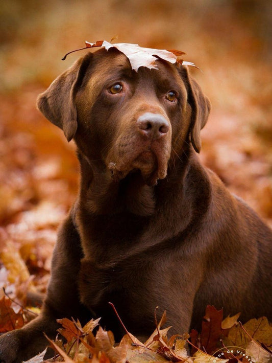 Chocolate Labrador Dog | Diamond Painting