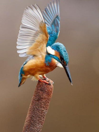 Kingfisher | Diamond Painting