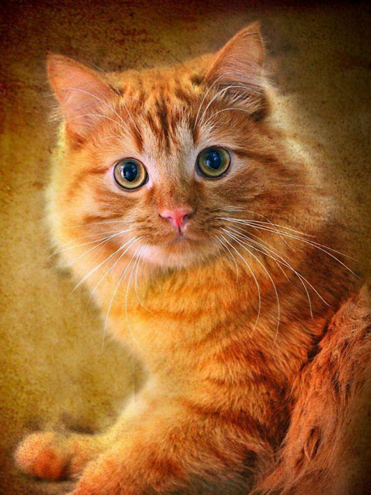 Tabby Cat | Diamond Painting