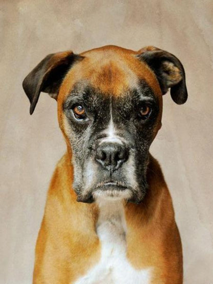 Boxer Dog | Diamond Painting