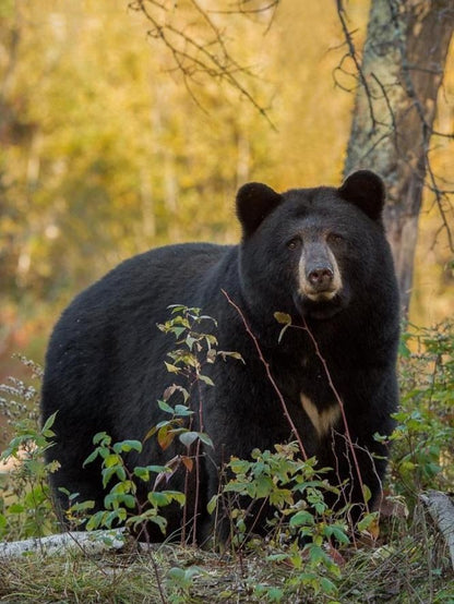 Black Bear | Diamond Painting