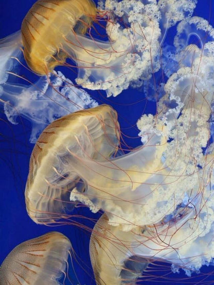 Jellyfish | Diamond Painting