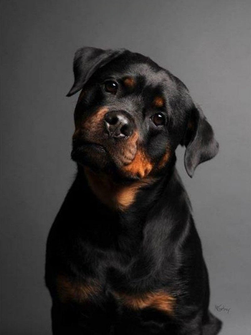 Rottweiler Dog | Diamond Painting