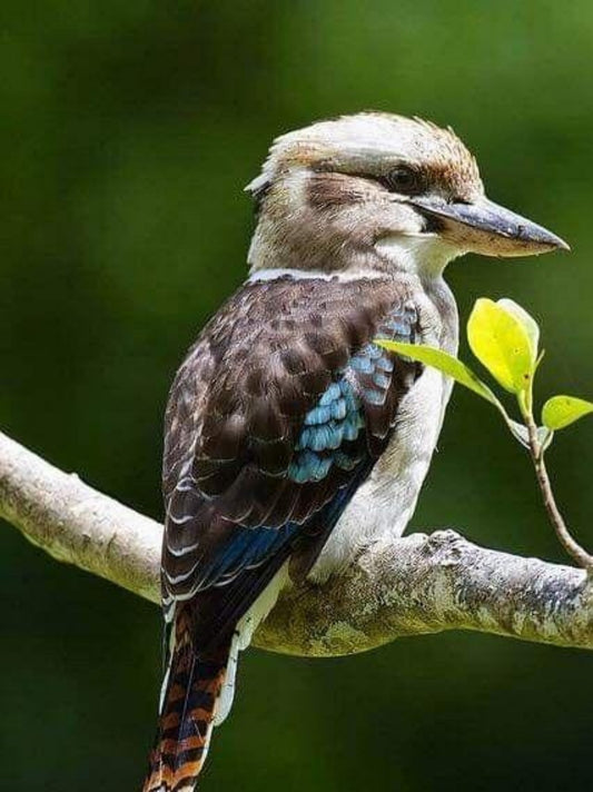 Kookaburra | Diamond Painting