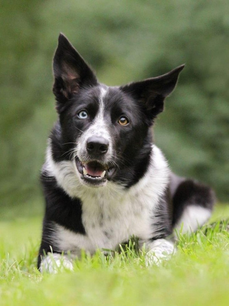 Dog Border Collie | Diamond Painting