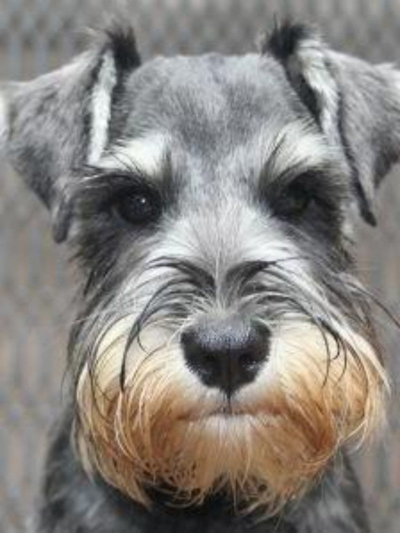 Dog Schnauzer | Diamond Painting