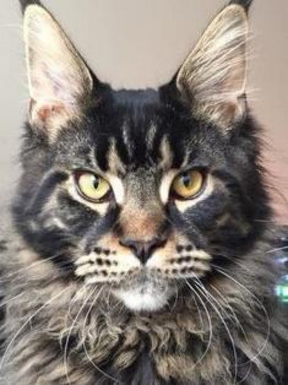 Maine Coon | Diamond Painting