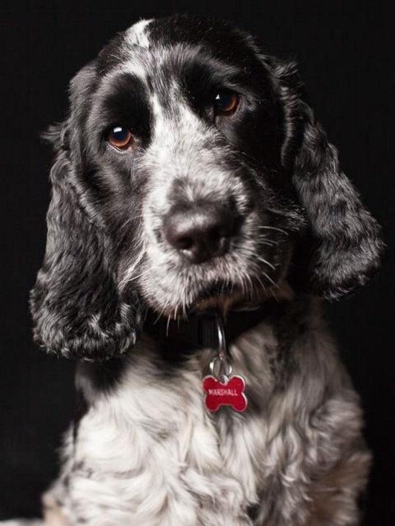 English Springer Spaniel Dog | Diamond Painting