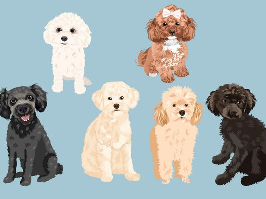 Poodle Dog | Diamond Painting