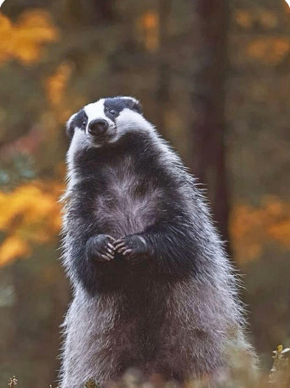 Badger | Diamond Painting