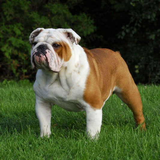 Dog English Bulldog | Diamond Painting