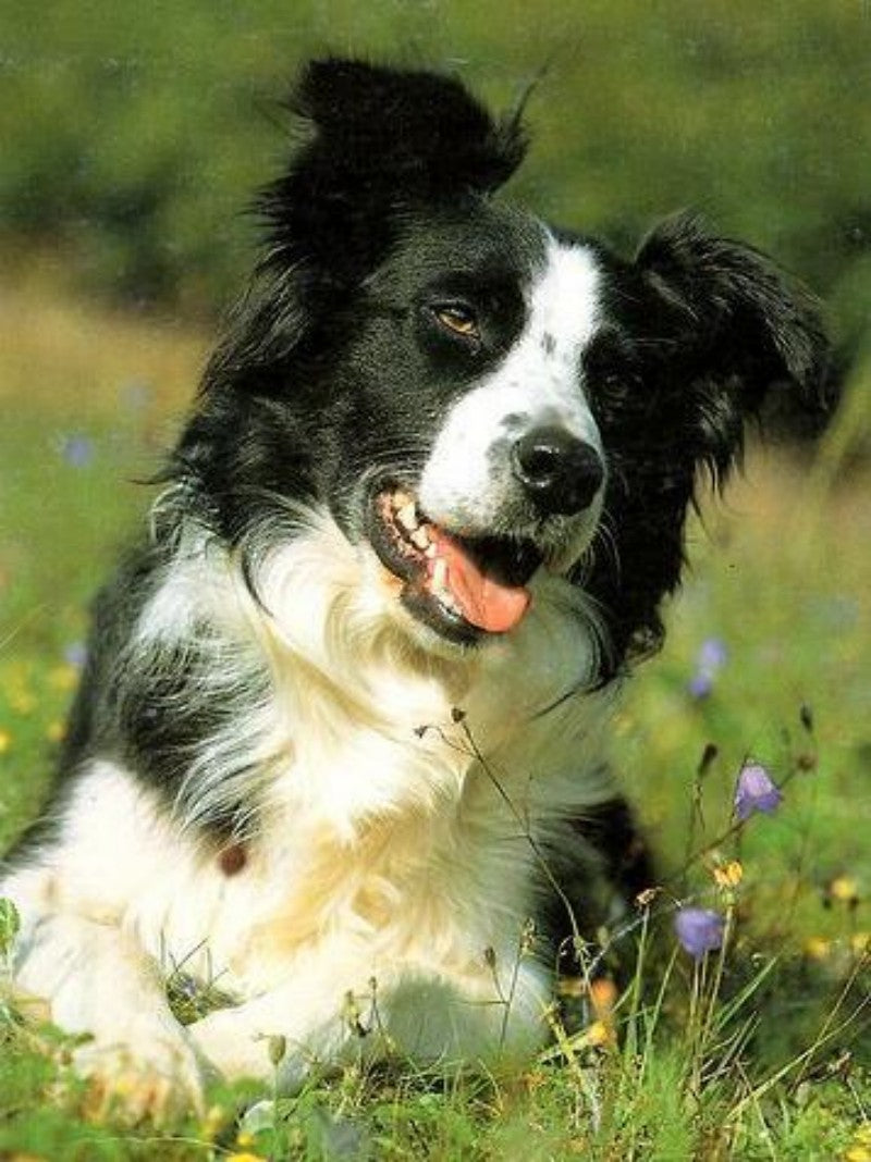 Dog Border Collie | Diamond Painting
