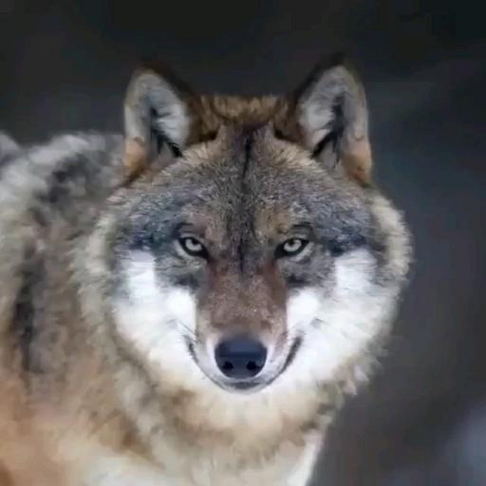 Wolf | Diamond Painting