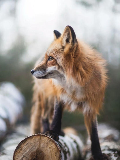 Fox | Diamond Painting