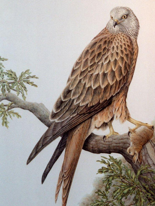 Falcon | Diamond Painting