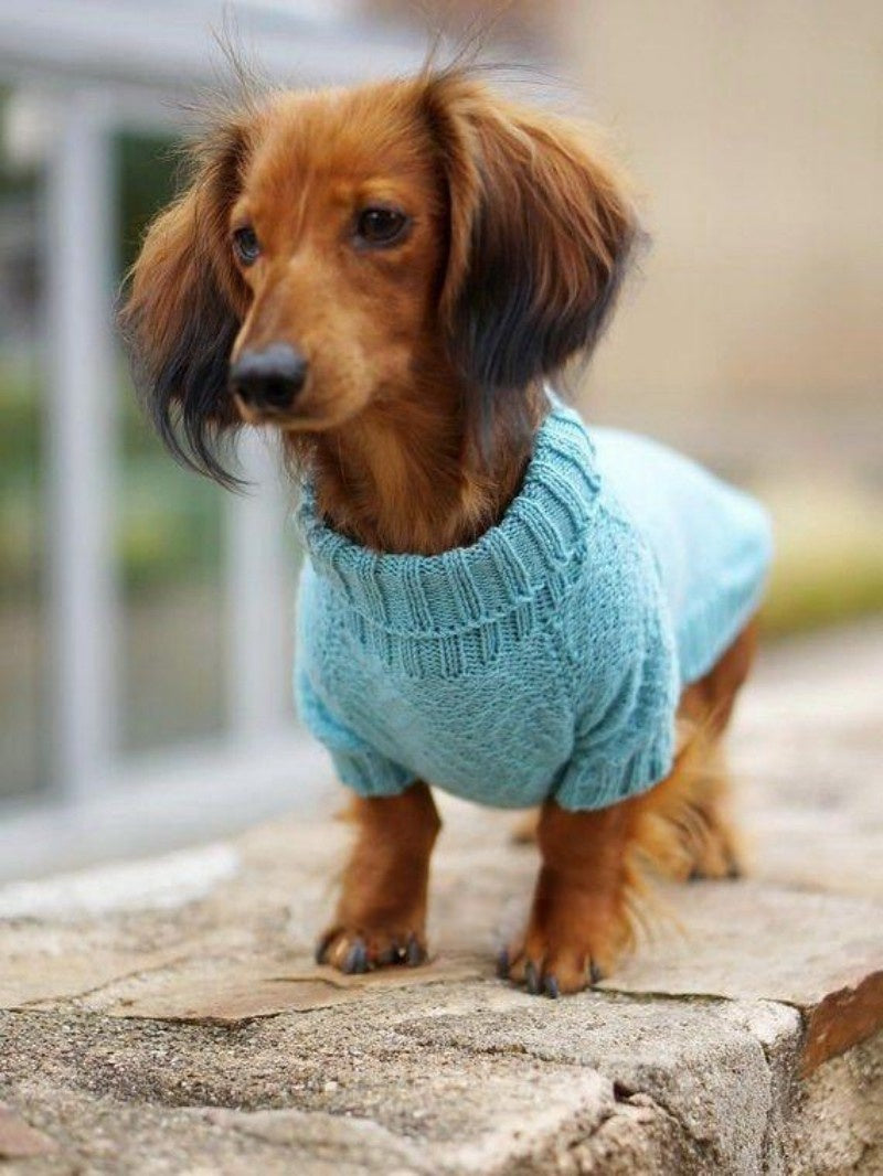 Dachshund Dog | Diamond Painting