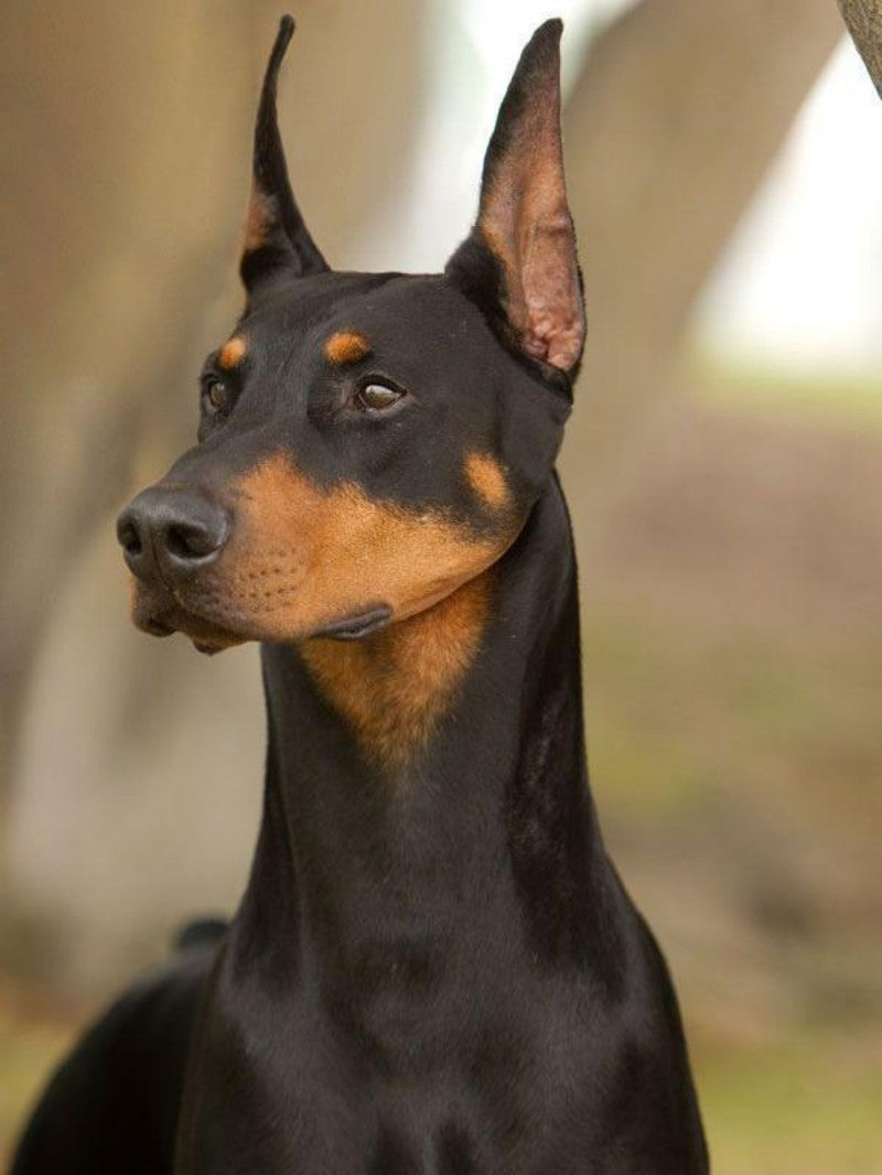 Dog Doberman | Diamond Painting