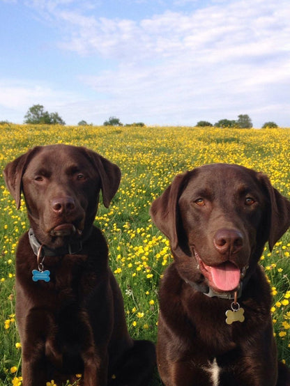 Chocolate Labrador Dog | Diamond Painting